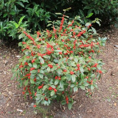 Red Sprite Winterberry Holly